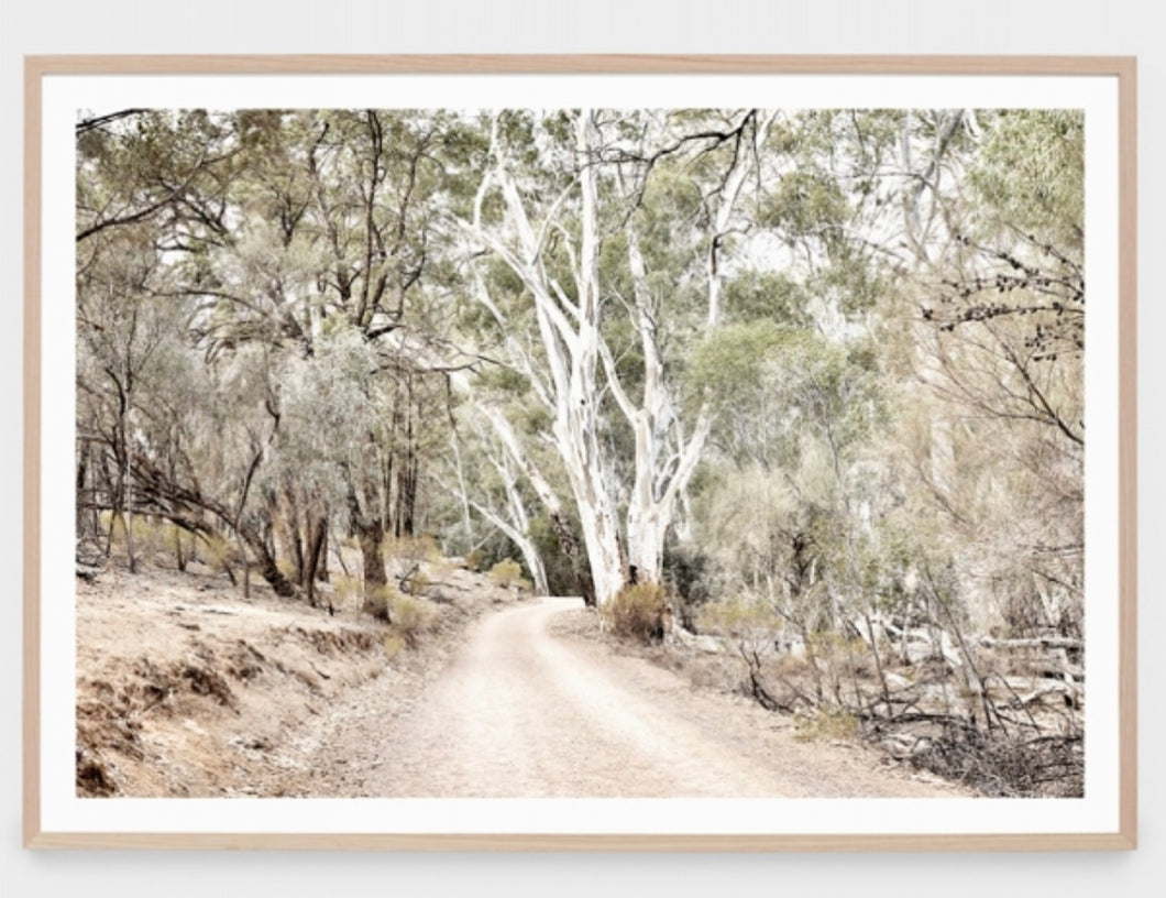 Eucalyptus Track